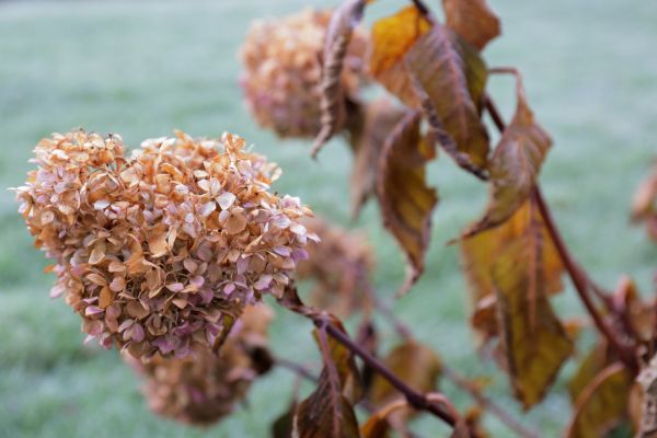 Cost of Hydrangea Removal in Arroyo Grande