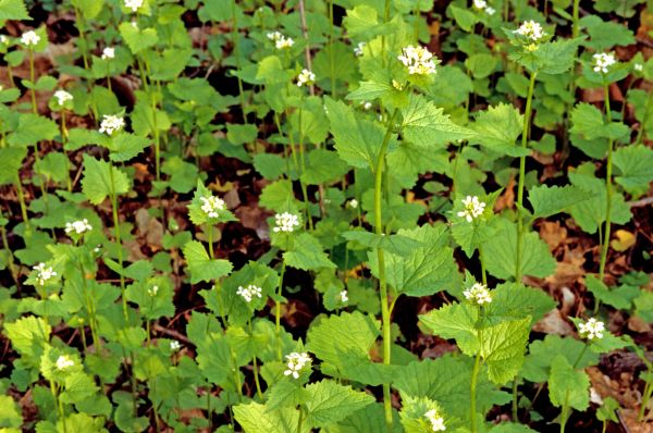 Cost of Garlic Mustard Removal in Arroyo Grande