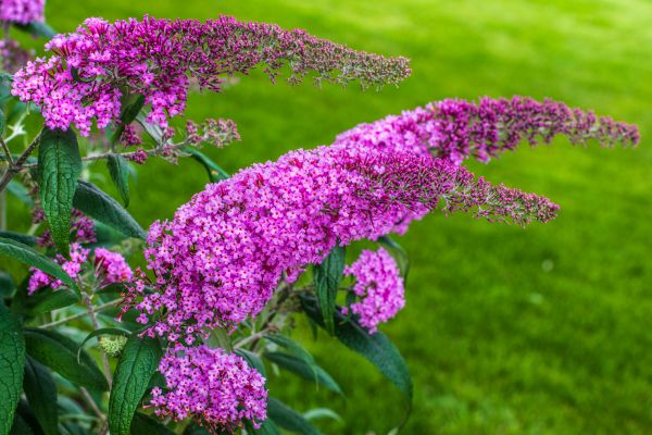 Cost of Butterfly Bush Removal in Arroyo Grande