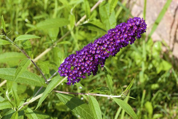 Butterfly Bush Pruning in Arroyo Grande