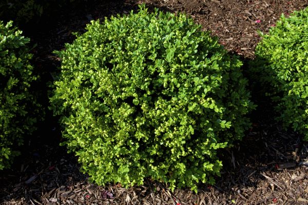 Cost of Boxwood Removal in Arroyo Grande