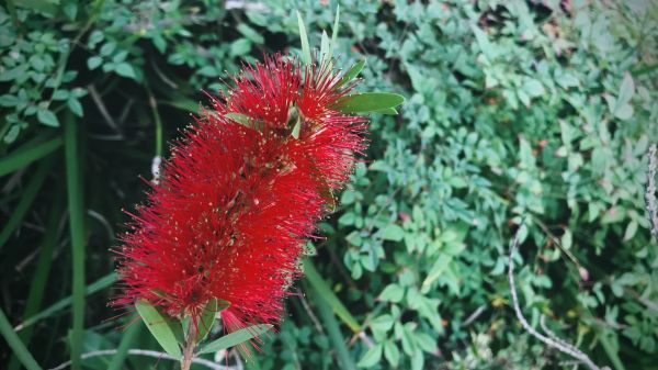 Cost of Bottlebrush Pruning in Arroyo Grande