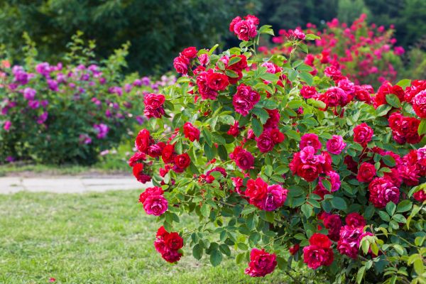Shrub Trimming in Arroyo Grande