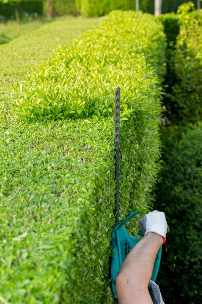 Hedge Trimming in Arroyo Grande